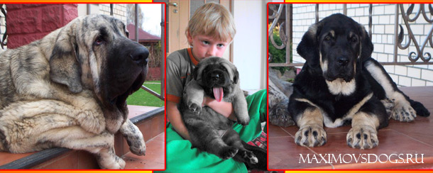    Maximovs Dogs